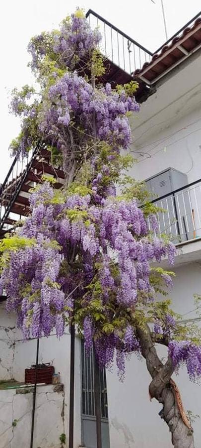 Vacation House Dionysia Villa Aigio Eksteriør billede